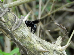 Xylocopa