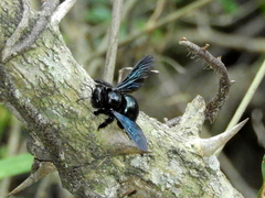 Xylocopa