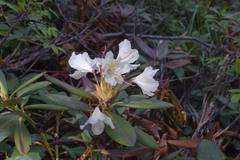 Rhododendron caucasicum