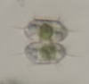Xanthidium concinnum - Photo (c) James K. Wetterer, some rights reserved (CC BY-NC), uploaded by James K. Wetterer