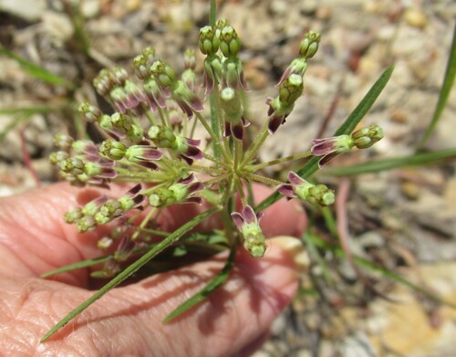 tall green milkweed (Asclepias hirtella)