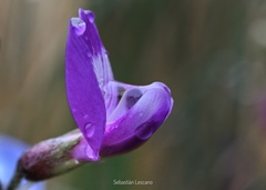 Astragalus cruckshanksii
