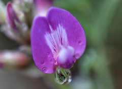 Astragalus cruckshanksii