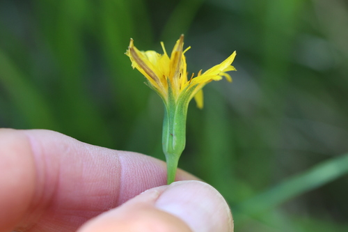 alpine lake false-dandelion (Nothocalais alpestris)