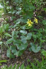 Dolichorrhiza caucasica