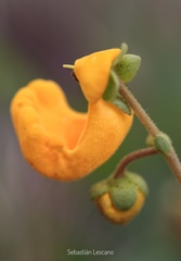 Calceolaria polyrhiza