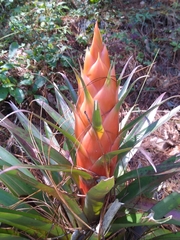 Tillandsia ponderosa