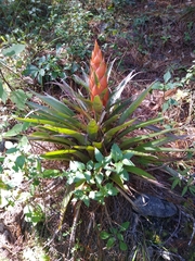 Tillandsia ponderosa