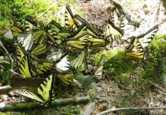 Papilio canadensis