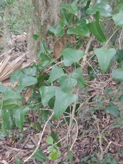 Smilax auriculata image