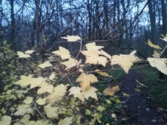 Ribes alpinum