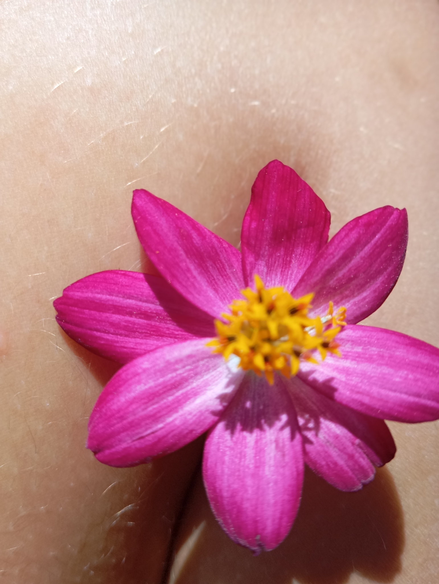 Cosmos caudatus