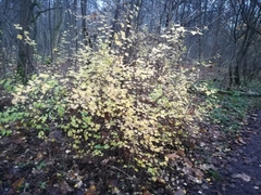 Ribes alpinum