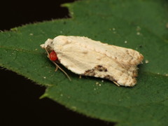Acleris subnivana