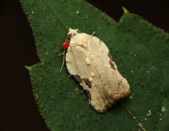 Acleris subnivana