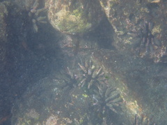 Eucidaris galapagensis
