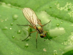 Dolichopodinae
