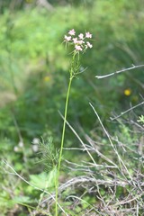 Chaerophyllum roseum