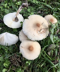 Lepiota erminea