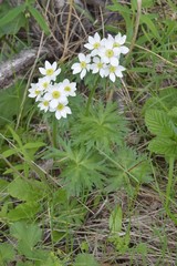 Anemonastrum fasciculatum