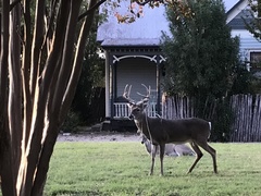 Odocoileus virginianus