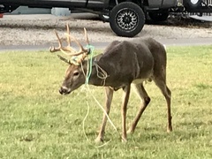 Odocoileus virginianus