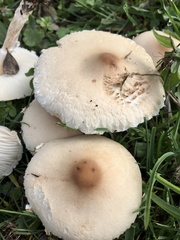 Lepiota erminea