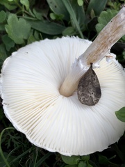 Lepiota erminea
