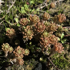 Sedum radiatum
