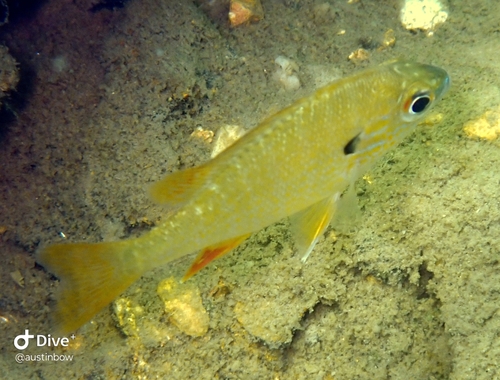 Lepomis megalotis