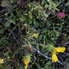 Deinandra corymbosa