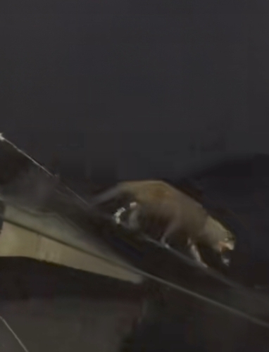 Paradoxurus hermaphroditus