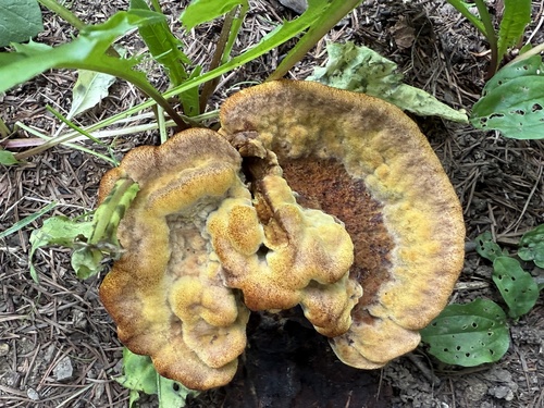 Phaeolus schweinitzii