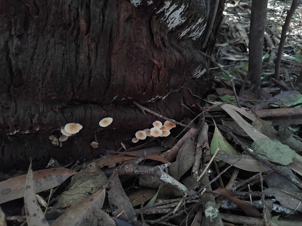 Rhodocollybia eucalyptorum · August 2025 · photo: © sofiazed1 (iNaturalist, cc-by)