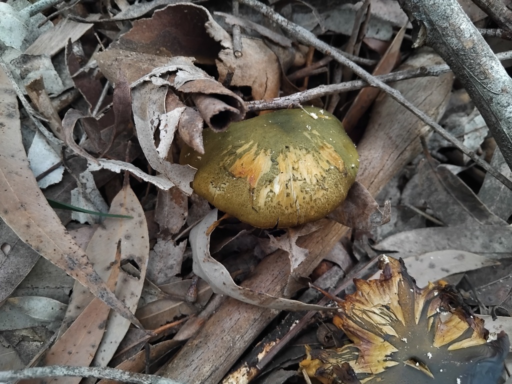 Cortinarius austrovenetus · August 2025 · photo: © sofiazed1 (iNaturalist, cc-by)