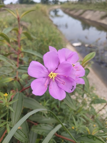 Malabar Melastome