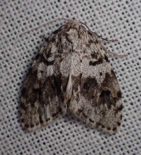 Little Shaded Lichen Moth photo 5