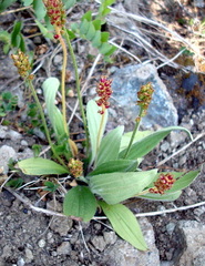 Plantago camtschatica