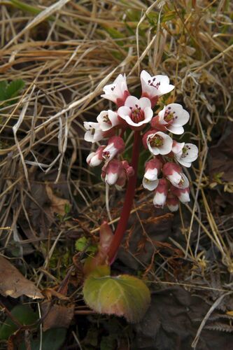 Bergenia ciliata (Bergenia ciliata)