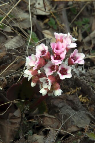 Bergenia ciliata, photograph 1