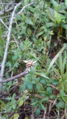 Rhynchospora colorata image