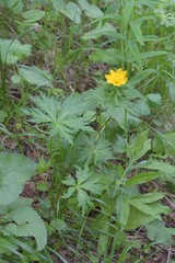 Trollius ranunculinus
