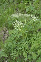 Agasyllis latifolia