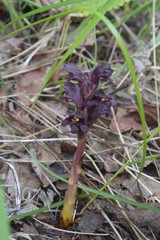 Orobanche gamosepala