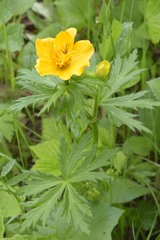 Trollius ranunculinus
