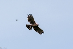Nisaetus nipalensis