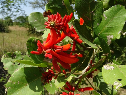 Erythrina senegalensis image