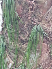 Vittaria lineata image