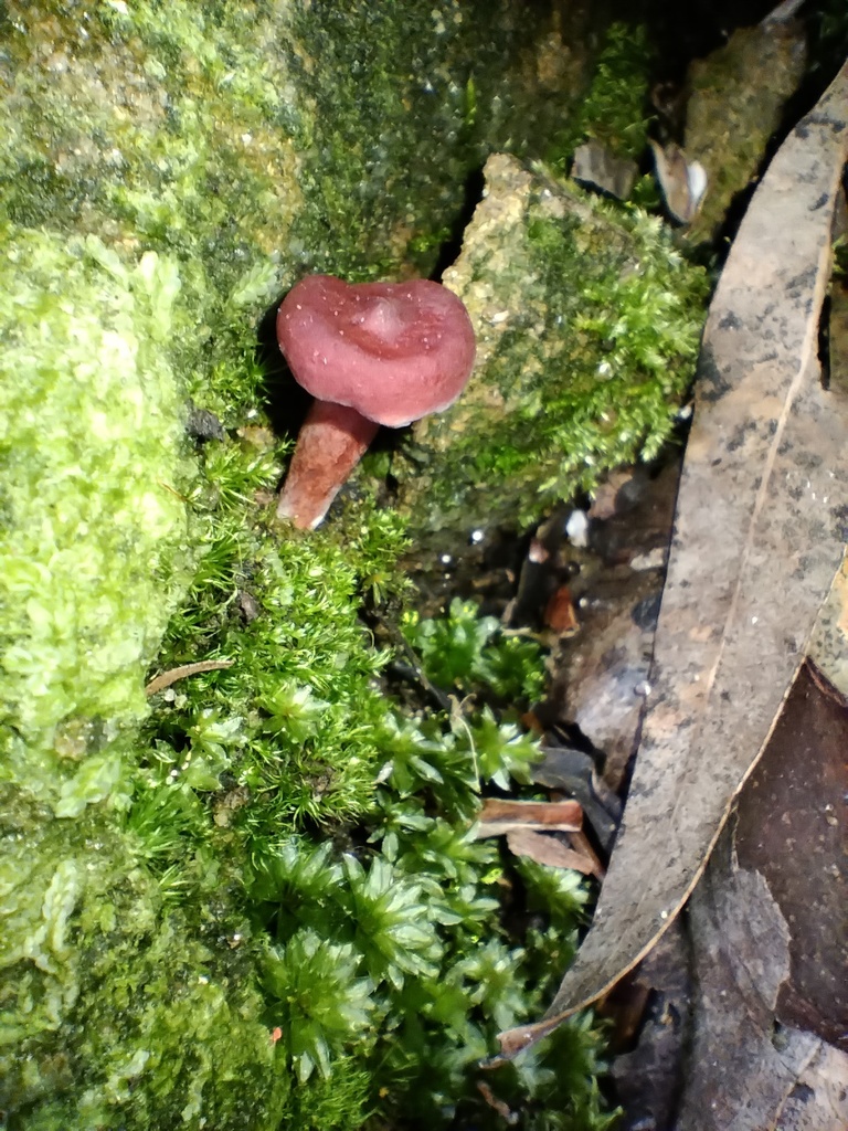 Lactarius eucalypti · September 2025 · photo: © sofiazed1 (iNaturalist, cc-by)