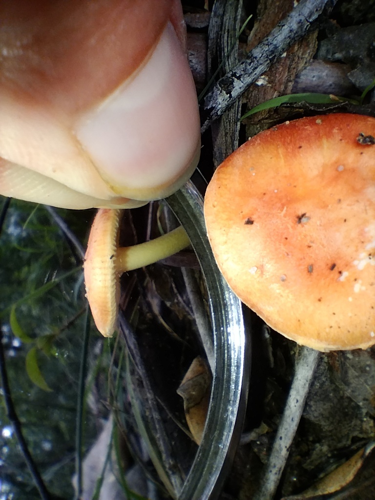 Amanita xanthocephala · September 2025 · photo: © sofiazed1 (iNaturalist, cc-by)